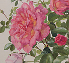 Exceptional Watercolour of Roses (pg377)